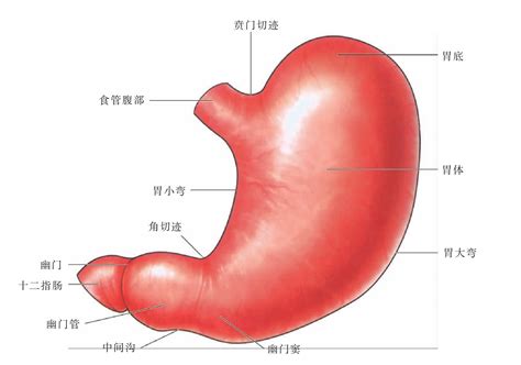 胃位置|【内脏】胃的解剖及其组织学